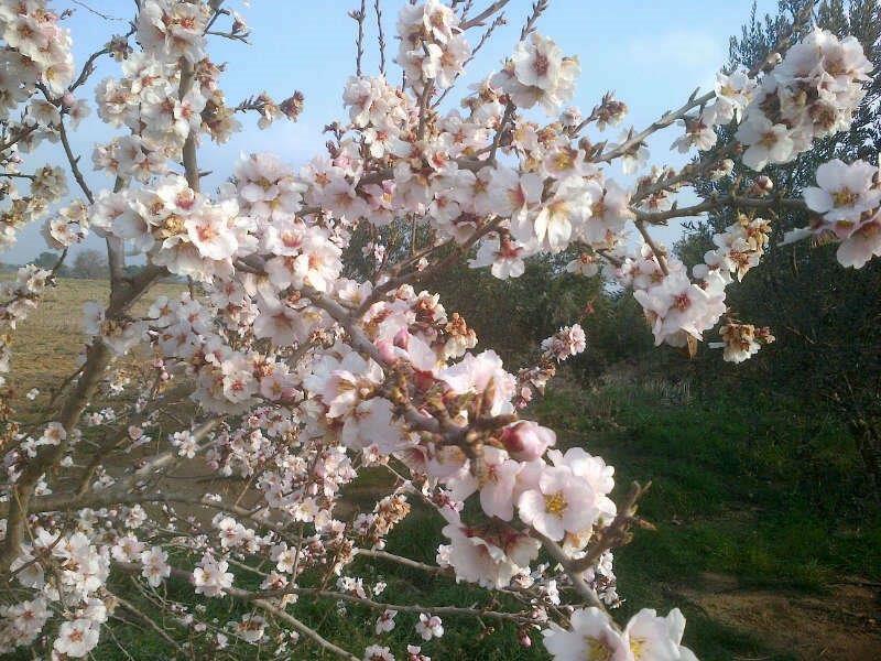 Clairac in springtime