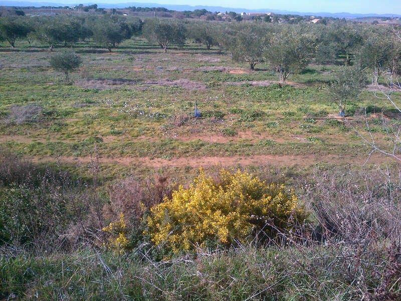 Clairac in springtime