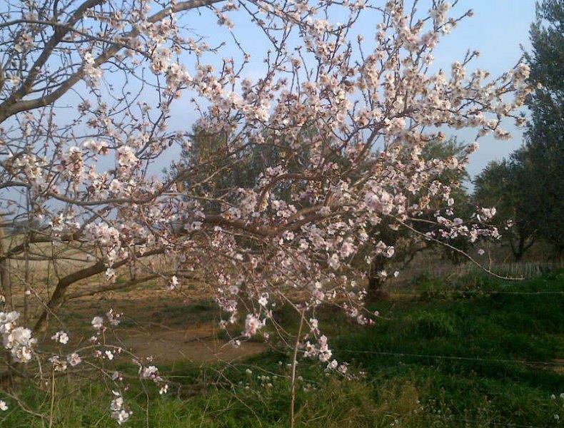 Clairac in springtime