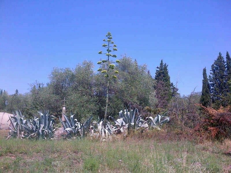 Clairac in springtime